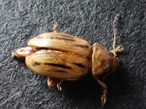 Arrhenocoela lineata